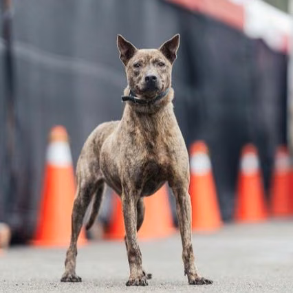 The dog, from the shelter's listing