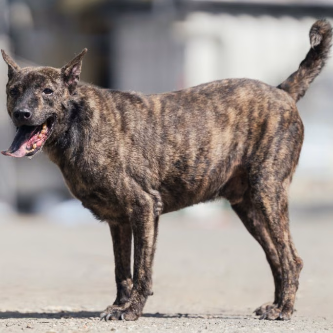 The dog, from the shelter's listing