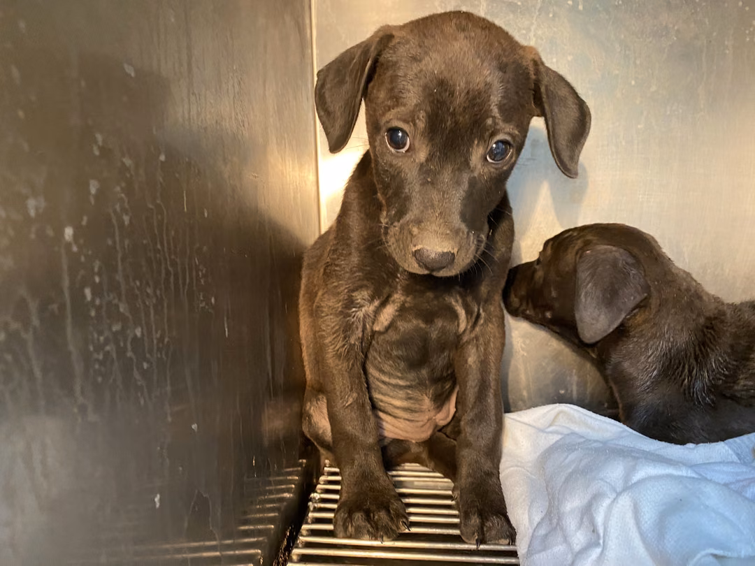 The dog, from the shelter's listing