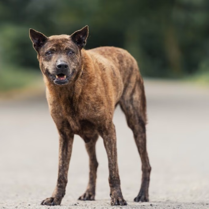 The dog, from the shelter's listing