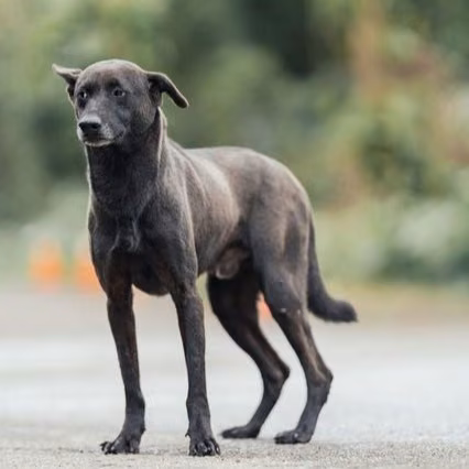 The dog, from the shelter's listing