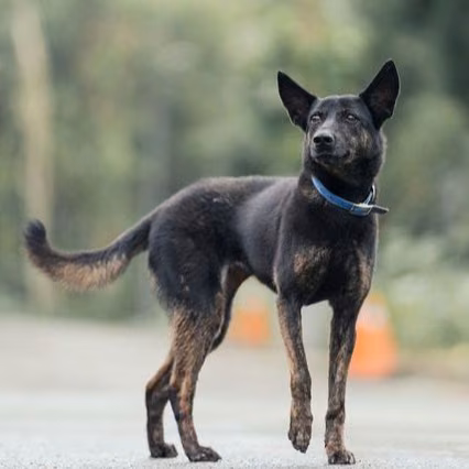 The dog, from the shelter's listing