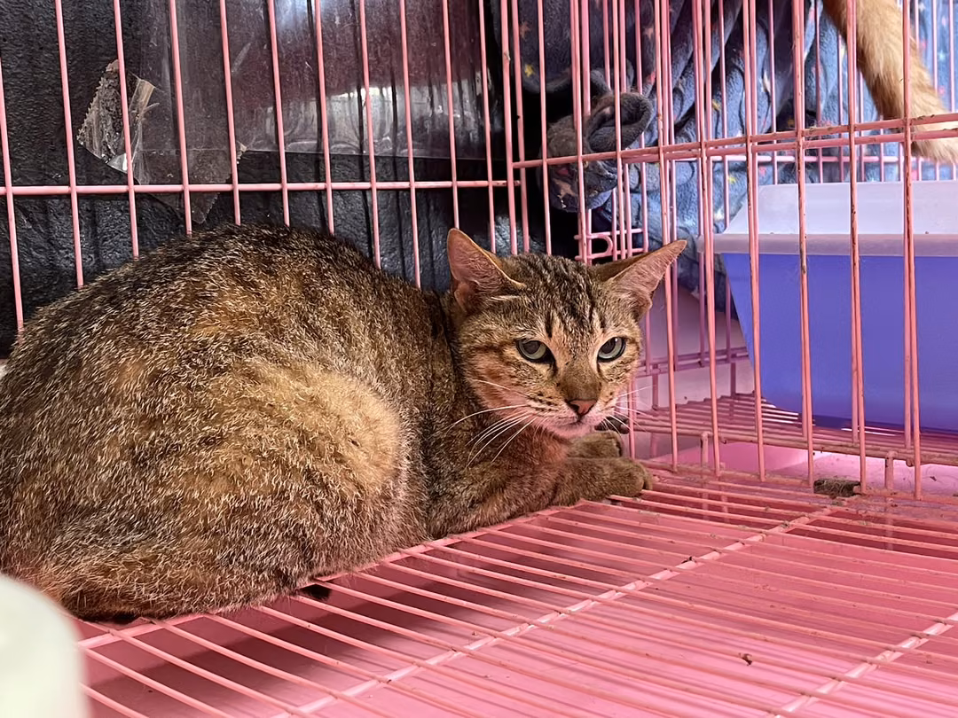 The cat, from the shelter's listing