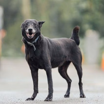 The dog, from the shelter's listing