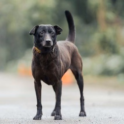 The dog, from the shelter's listing