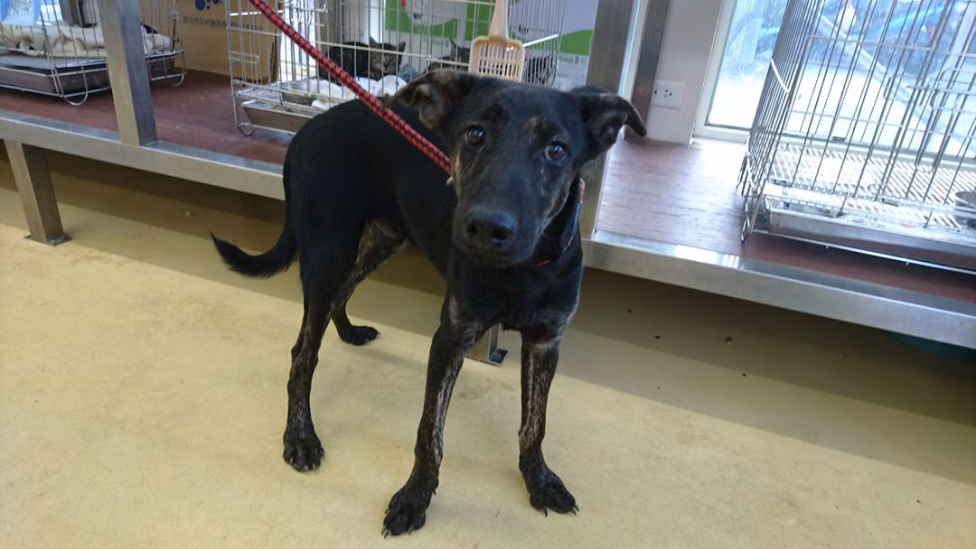 The dog, from the shelter's listing