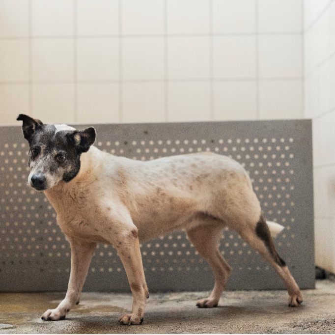 The dog, from the shelter's listing