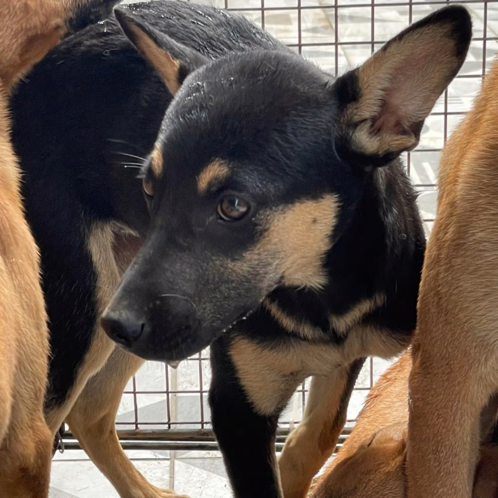 The dog, from the shelter's listing