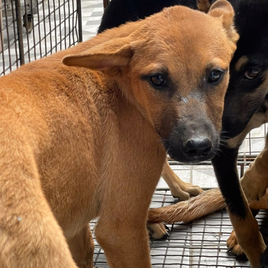 The dog, from the shelter's listing