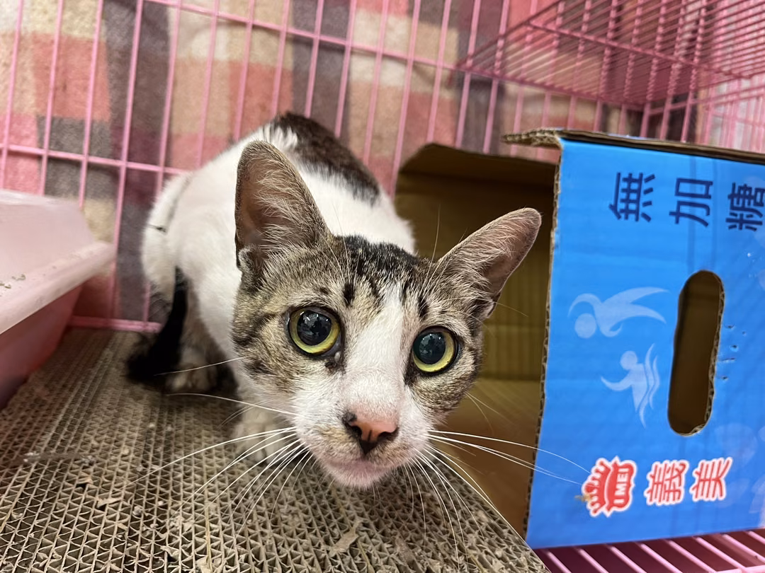 The cat, from the shelter's listing