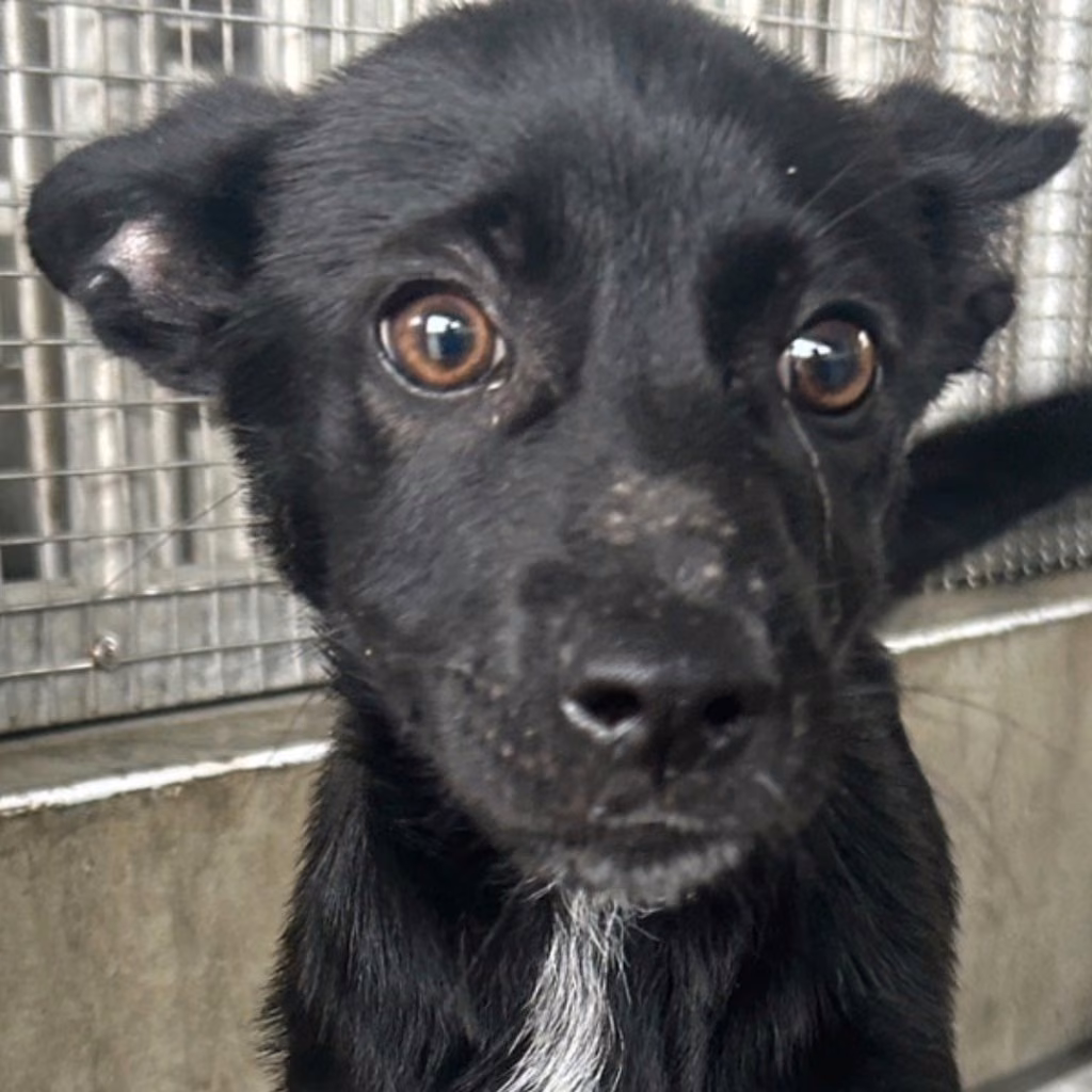 The dog, from the shelter's listing
