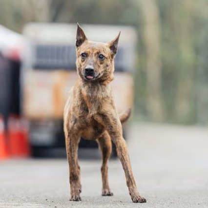 The dog, from the shelter's listing