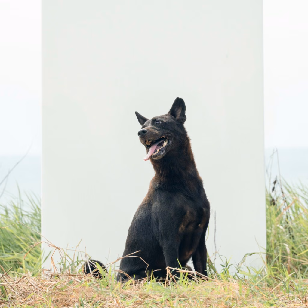 The dog, from the shelter's listing