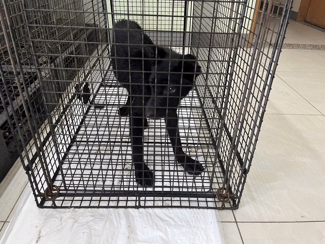 The dog, from the shelter's listing