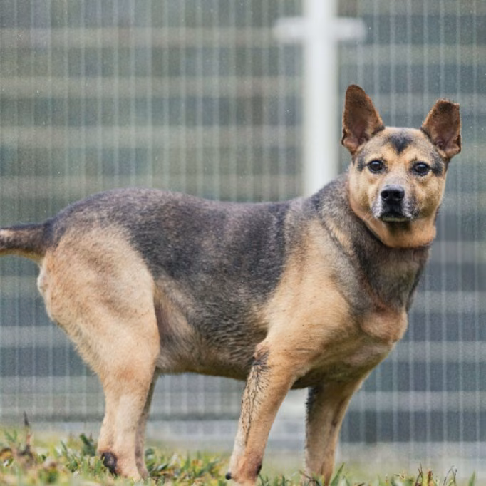 The dog, from the shelter's listing