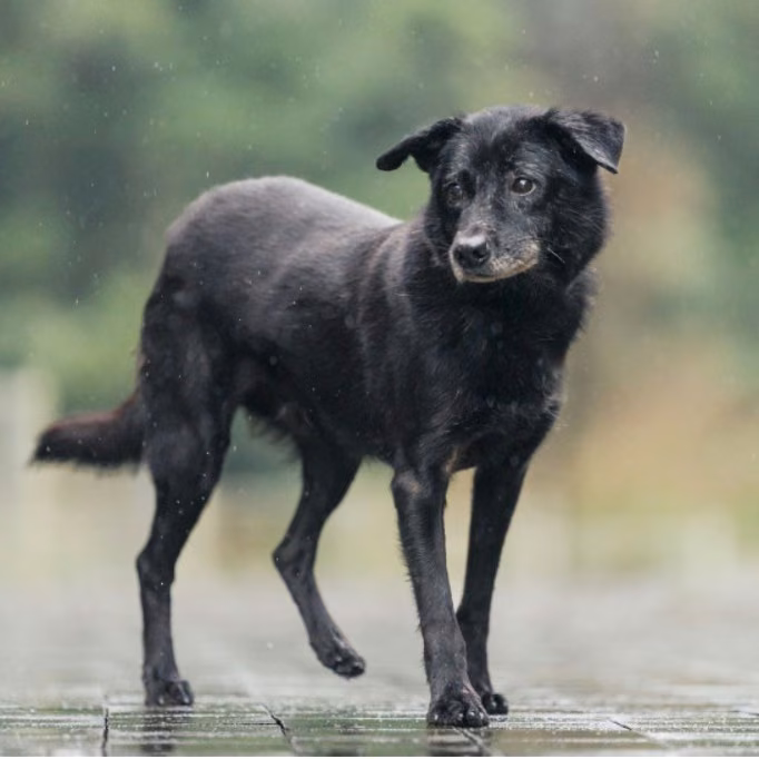 The dog, from the shelter's listing