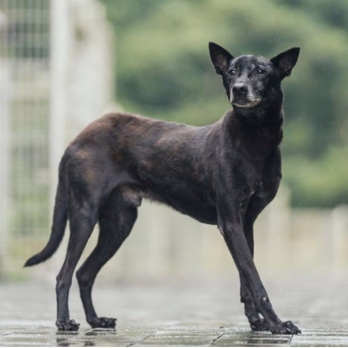 The dog, from the shelter's listing