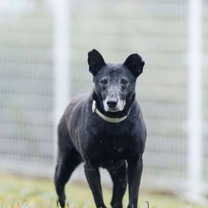 The dog, from the shelter's listing