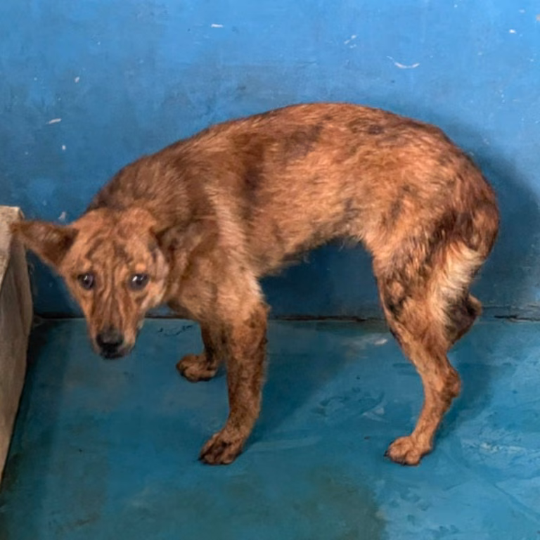 The dog, from the shelter's listing