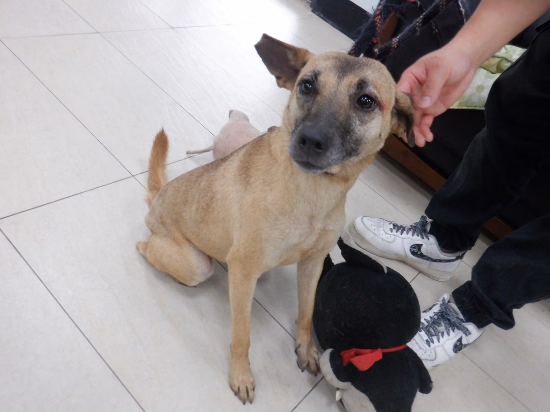 The dog, from the shelter's listing