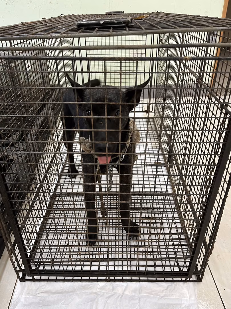 The dog, from the shelter's listing
