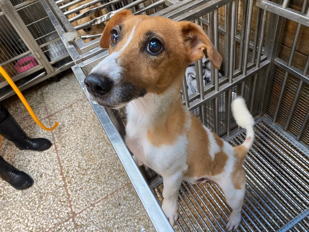 The dog, from the shelter's listing