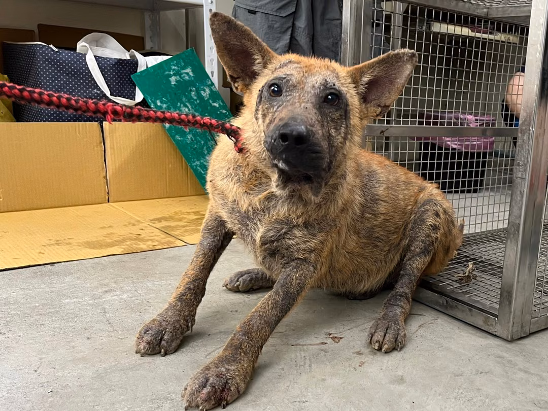 The dog, from the shelter's listing