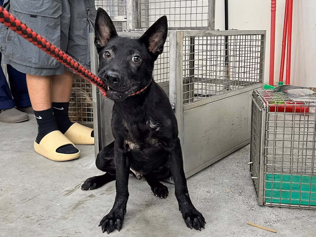 The dog, from the shelter's listing