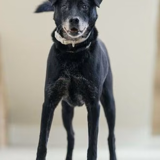 The dog, from the shelter's listing