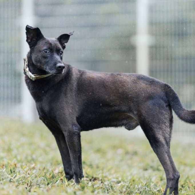 The dog, from the shelter's listing