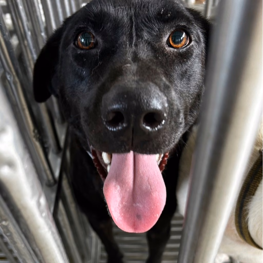 The dog, from the shelter's listing