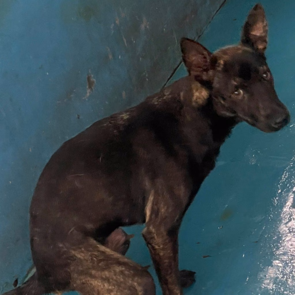 The dog, from the shelter's listing
