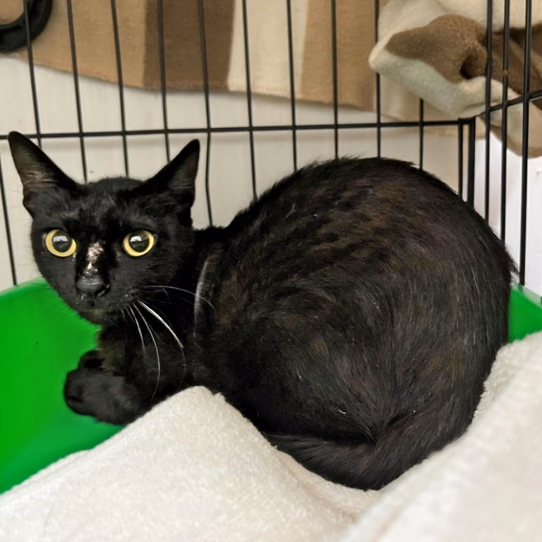 The cat, from the shelter's listing