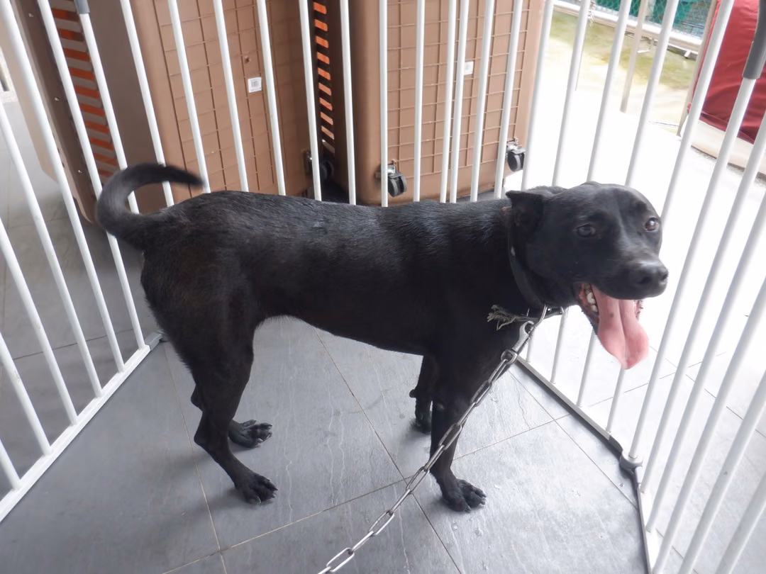 The dog, from the shelter's listing