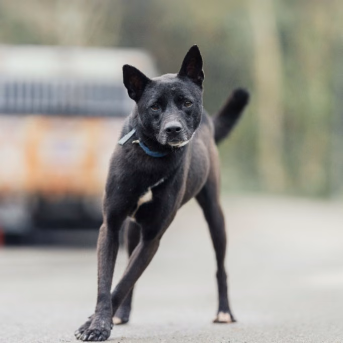 The dog, from the shelter's listing