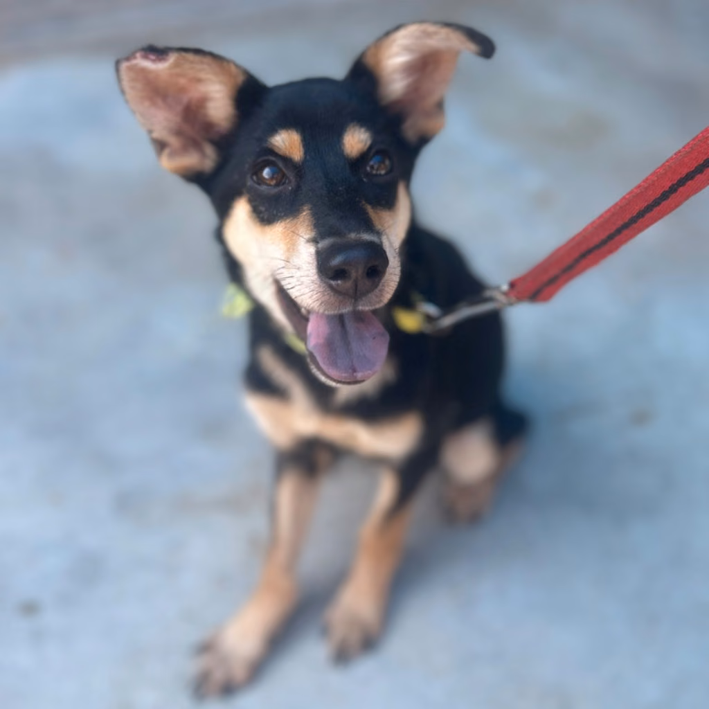 The dog, from the shelter's listing