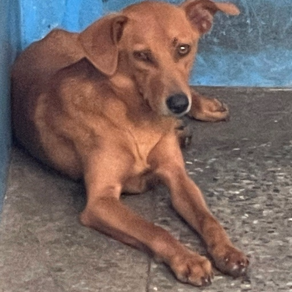 The dog, from the shelter's listing