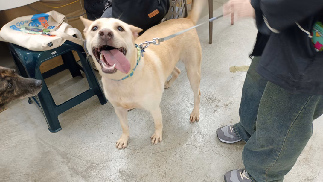 The dog, from the shelter's listing