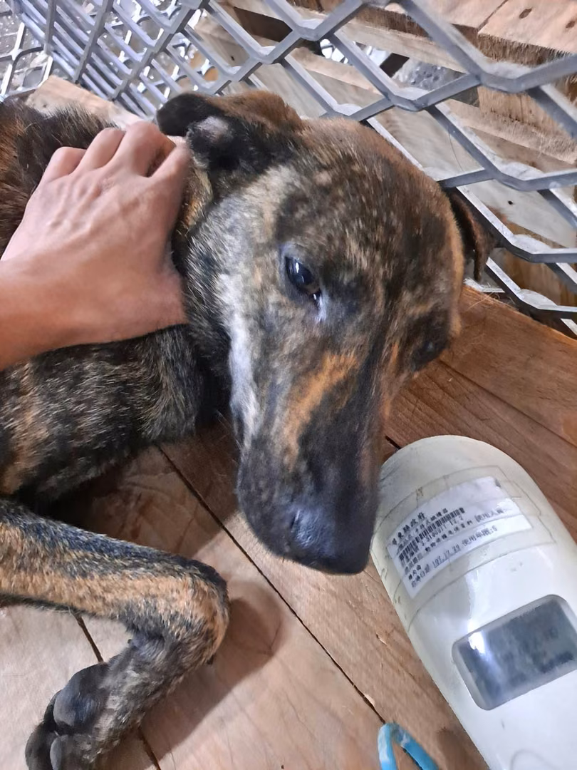 The dog, from the shelter's listing