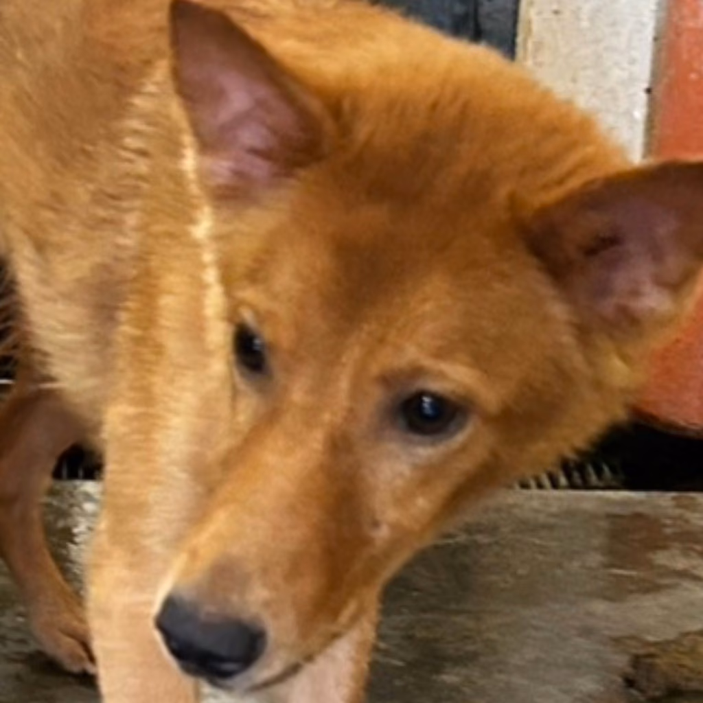 The dog, from the shelter's listing