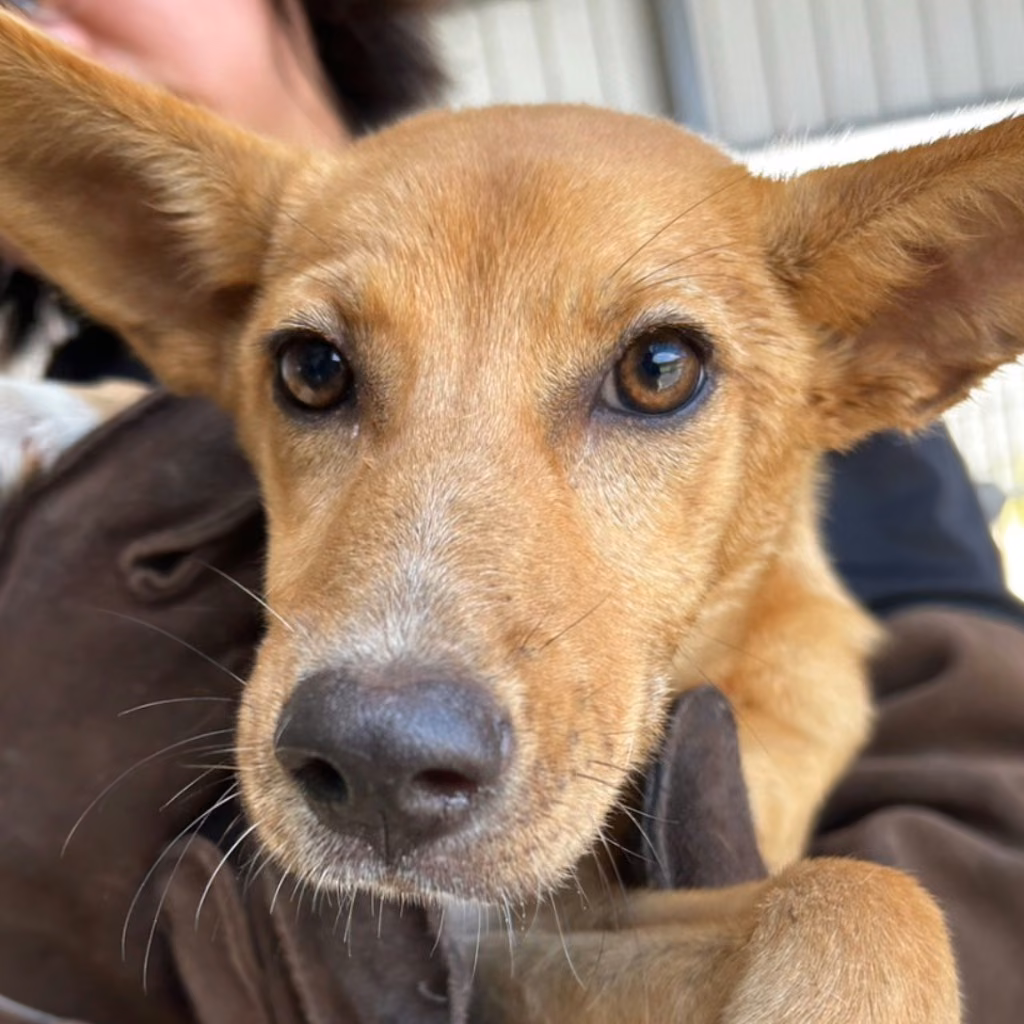 The dog, from the shelter's listing