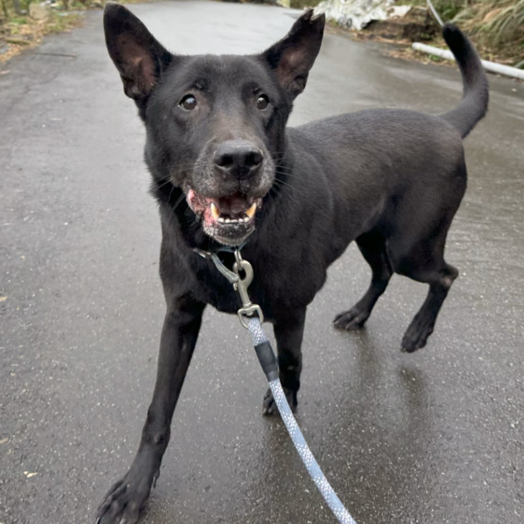 The dog, from the shelter's listing