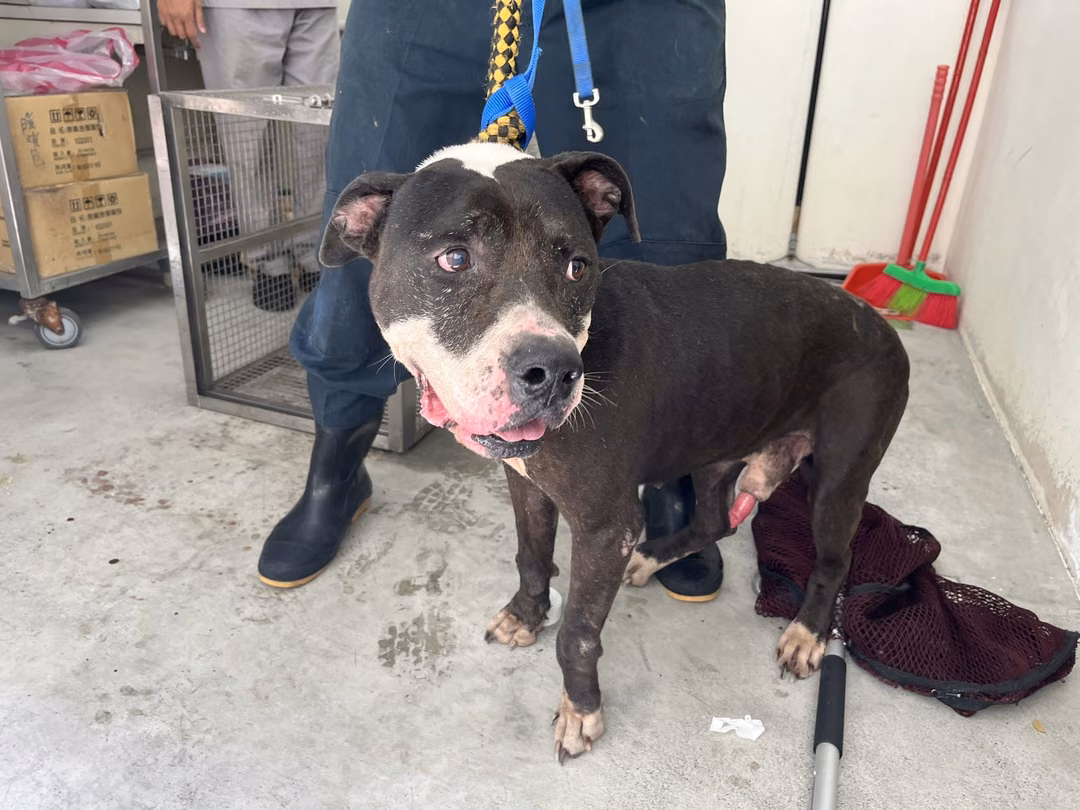 The dog, from the shelter's listing