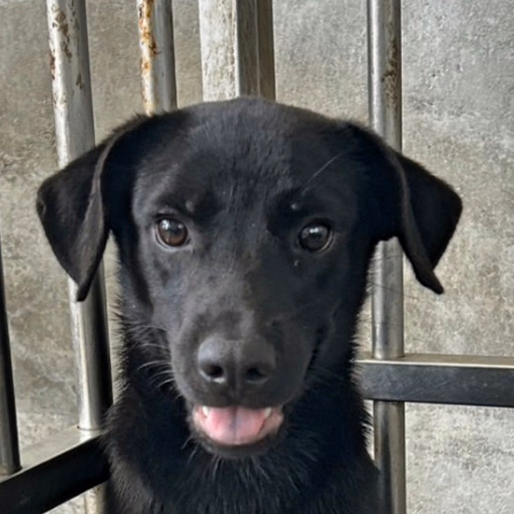 The dog, from the shelter's listing