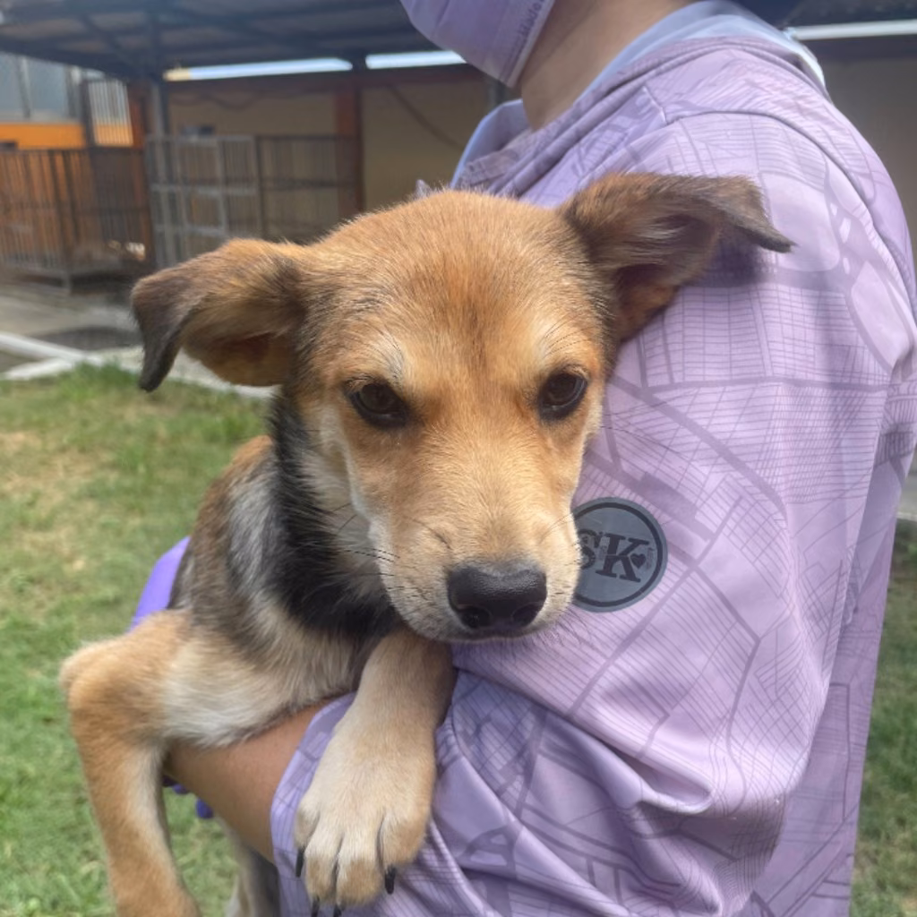 The dog, from the shelter's listing