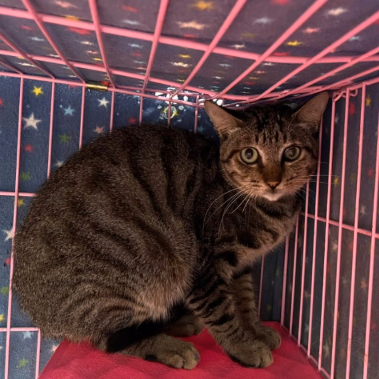 The cat, from the shelter's listing