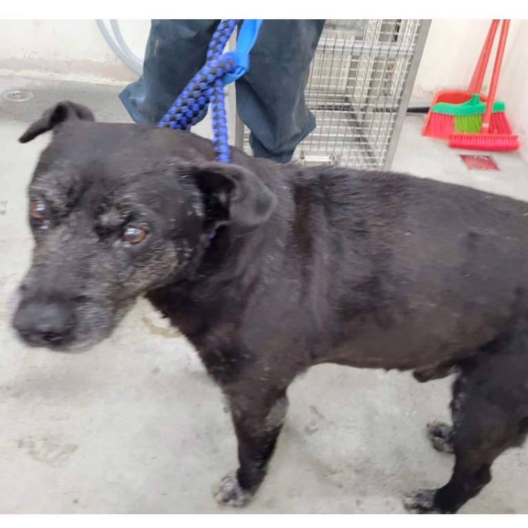 The dog, from the shelter's listing