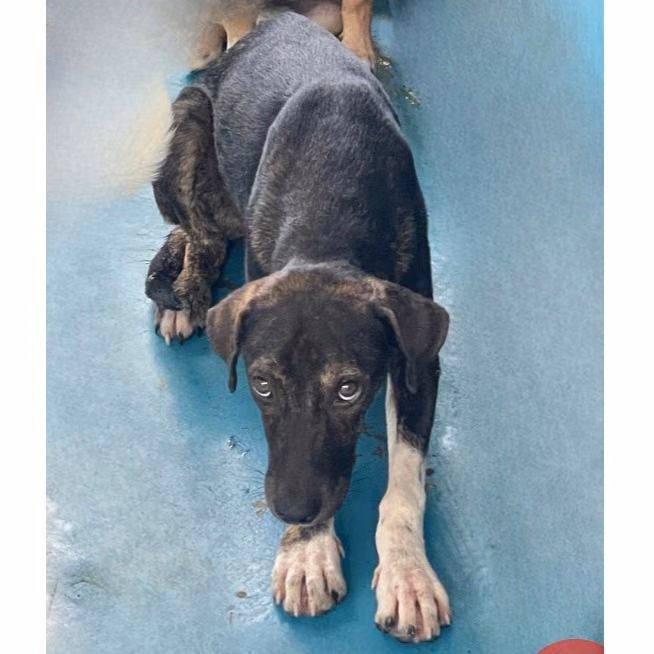 The dog, from the shelter's listing