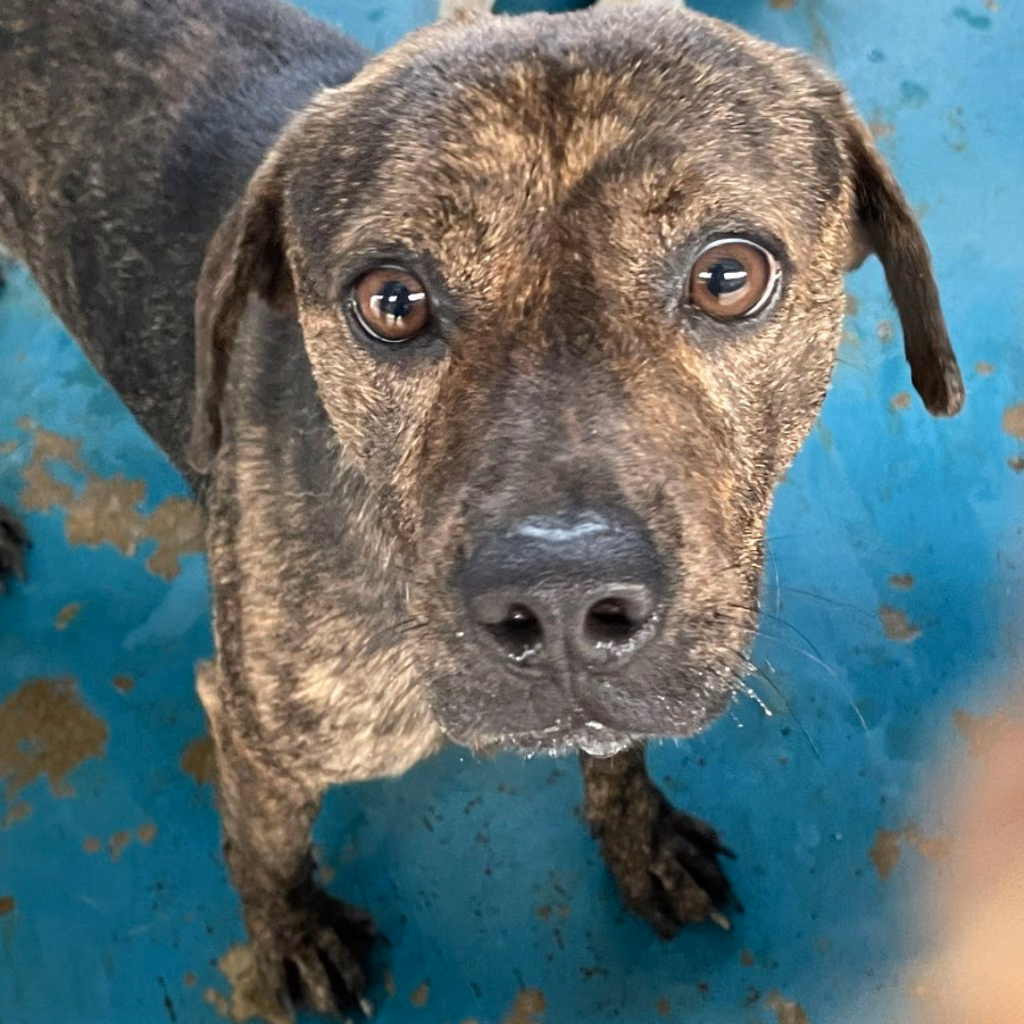 The dog, from the shelter's listing