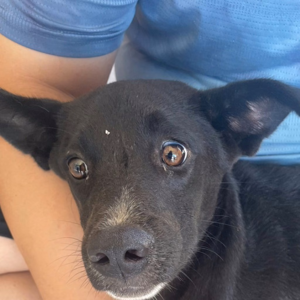 The dog, from the shelter's listing